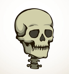 Vector drawing. Skull and neck bones