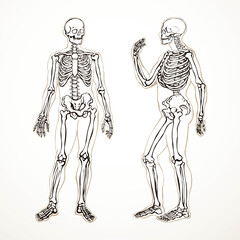 Human skeleton. Vector schematic drawing