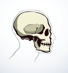 Vector drawing. Skull and neck bones