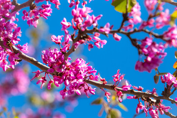 Spring pink blossom floral background