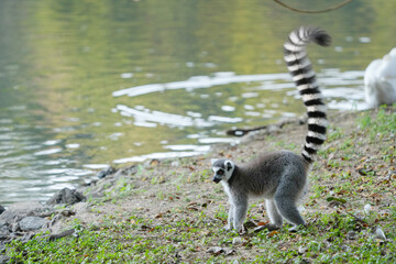 ring tailed lemur catta wild primate