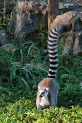 ring tailed lemur catta wild primate