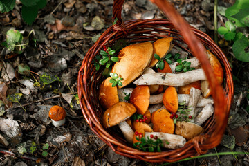 A whole basket of aspen mushrooms. Baskets with autumn forest mushrooms.