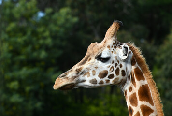 Rothschild's giraffe