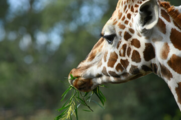 Rothschild's giraffe