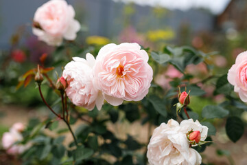 White bush roses blooming outdoors