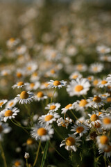Beautiful daisies on green field, top view, selective focus