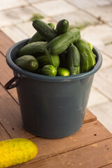 Freshly picked cucumbers in a bucket