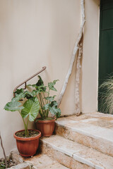 Potted Plants by Outdoor Staircase