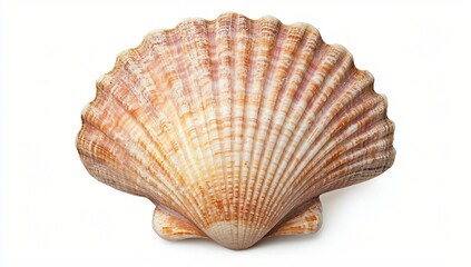Obraz premium A Detailed Close Up of a Single Scallop Seashell Isolated on White Background Perfect for Summer Vacation Themes