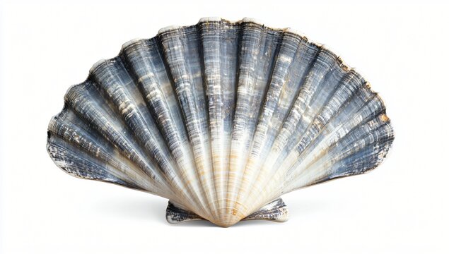 Large Grey Scallop Shell Isolated on White Background Ocean Seashell Nature Detail