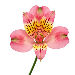 Naklejka premium A pink and yellow alstroemeria with delicate striped petals, realistic flower head and stem, clean full-body view, isolated on transparent background ,PNG.