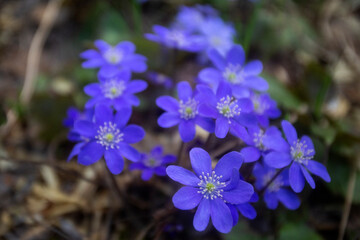 First spring flowers. Anemone hepatica (Hepatica nobilis), common hepatica, species of flowering plant in buttercup family Ranunculaceae