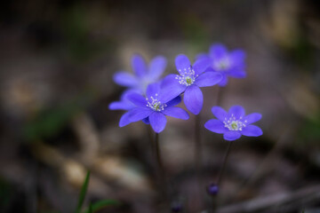 First spring flowers. Anemone hepatica (Hepatica nobilis), common hepatica, species of flowering plant in buttercup family Ranunculaceae