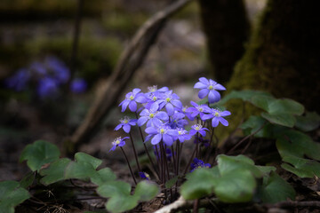 First spring flowers. Anemone hepatica (Hepatica nobilis), common hepatica, species of flowering plant in buttercup family Ranunculaceae