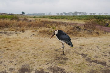 Marabou stork bird in African Ngorongoro Conservation Area in Crater Highlands in TANZANIA
