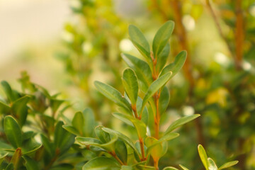 Buxus microphylla in spring. Green hedge of boxwood in the garden. Close-up. Nature background.