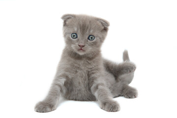 Cute little scottish fold kitten stands funny on his front paws and looks front isolated on white