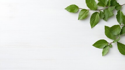 Green Leaves on White Wood Minimalist Bright Photography High Resolution Wide Angle Shot Natural Texture Spring Growth White Wooden Background Light Green Spring Theme Ideal for Eco Branding