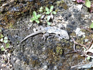 Gecko, an adapted lizard that lives in tropical areas of the world