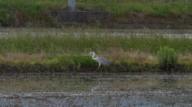 Gray Heron is looking for some foos in paddy field in Japan.Without sounds