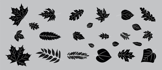 Leaves icon set, Big set of cute leaves from different kind of trees isolated. Set of black  vector leaf oak, maple, rowan and acorns. Realistic cartoon style. Vector illustration. Vector illustration