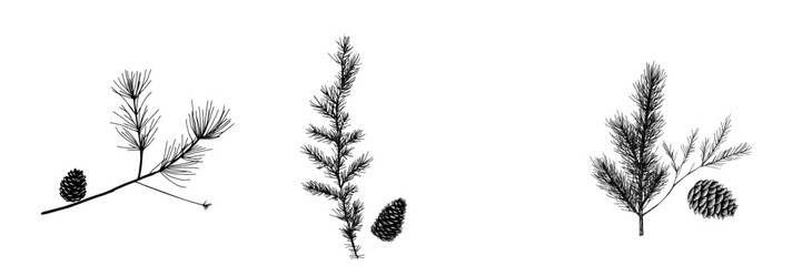 Vector illustration of pine branches and cones featuring detailed outlines against a plain background