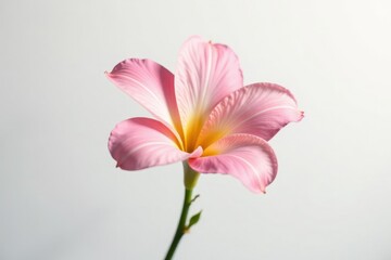 Obraz premium Delicate flower isolated on white background with soft light and gentle shadows, flora, botanical, color