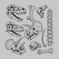 Dinosaurs fossils and bones hand drawn vector illustration © Dimas