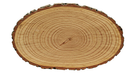 cross section of tree trunk on white transparent background PNG