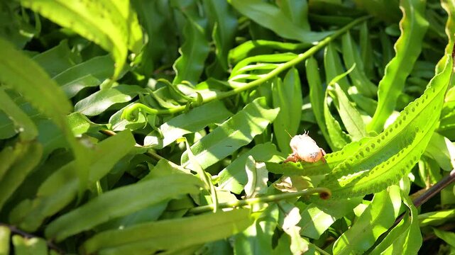 Cicada Shell on Lush Green Leaves in Sunlight