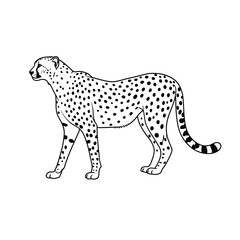 Jungle animals. Cute safari wild mammals. Funny exotic mammal, bird and reptile. Elephant, parrot, lion, crocodile, turtle and palm tree. Kids vector set.