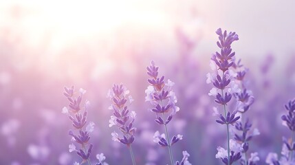 Obraz premium Lavender flowers bloom in soft sunlight field