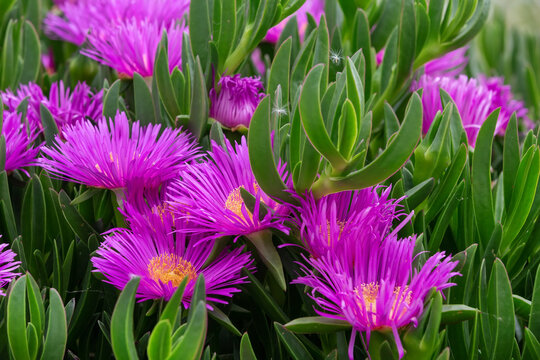Carpobrotus edulis ice plant