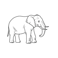 Jungle animals. Cute safari wild mammals. Funny exotic mammal, bird and reptile. Elephant, parrot, lion, crocodile, turtle and palm tree. Kids vector set.