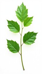 Single isolated branch with leaves and twigs on white background, leaf, texture, branchy