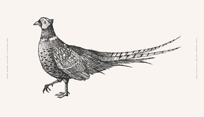 Pheasant in engraving style. Exotic bird on a light background. Element for the design of postcards, books, packaging. Vector illustration.