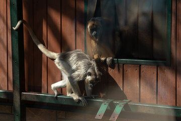 Two Black howler monkeys. Photograph through the glass of an aviary.