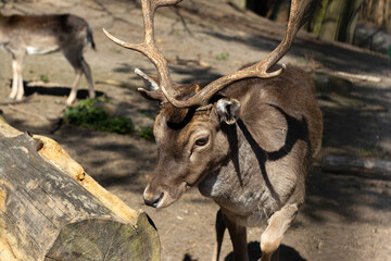 The fallow deer with beautiful horns. Selective focus, blurred background