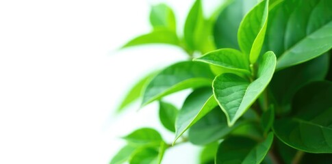 Fototapeta premium Leafy green foliage isolated on white background, solo, plant, whitebackground