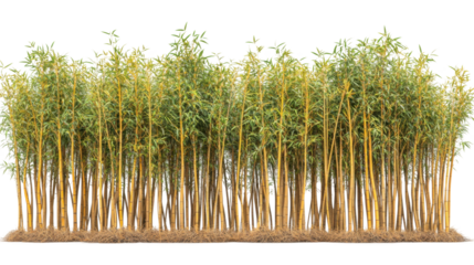 Bamboo forest growth nature reserve photography tranquil setting. Isolated on transparent background, png.