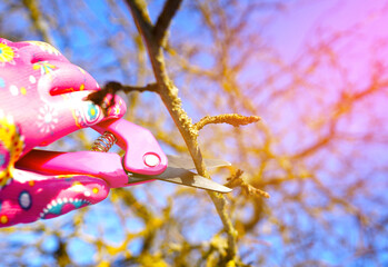Pruner. Cut branch use branch cutter. Cutting branches on apple tree use Garden pruning shears....