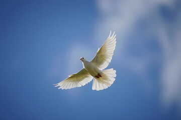 Fototapeta premium white dove flying in the sky
