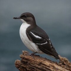 Xantus Murrelet bird on piece of wood
