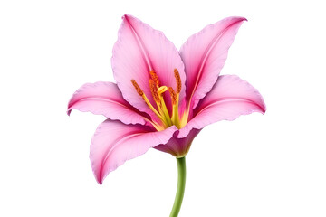 Naklejka premium Pink Lily Water Sketch is a beautiful pattern