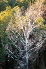 Leafless tree with white branches from above.