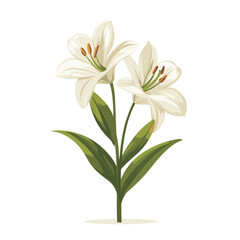 Fototapeta premium White lilies in bloom with lush green leaves on white background
