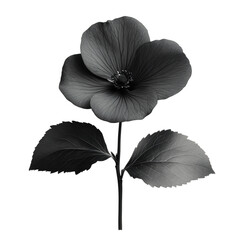 Obraz premium Monochrome flower bloom studio botanical image minimalist style. Isolated on transparent background, png.