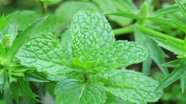 Fresh mint leaves