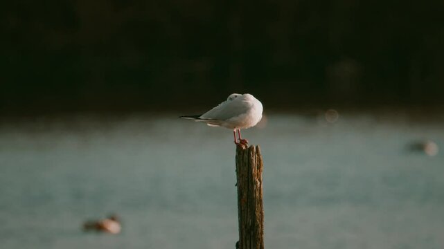 une mouette sur un piqu&eacute; au ralentie 